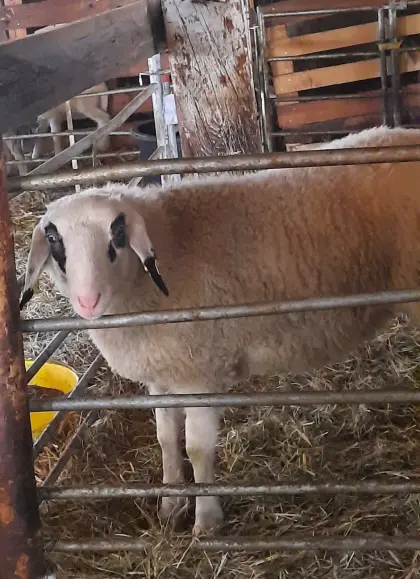 Brillenschafe weiblich