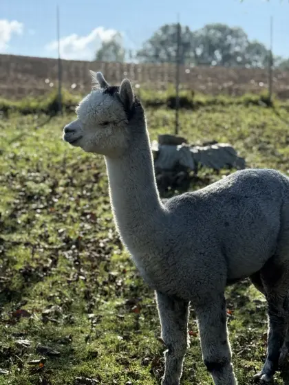 Alpaka Junghengste, Wallache