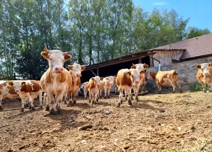 Hinterwälder Rinderherde (ca. 50 Stk.) zu verschenken