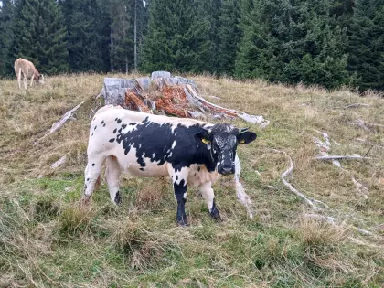 Pustertaler Sprinzen Kalbin Bio