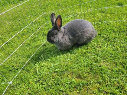 Blaue Wiener Jungtiere