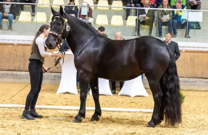 Staatsprämienstute Marissa 5jährig