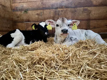 Kaufe Stier-Kälber!!!!