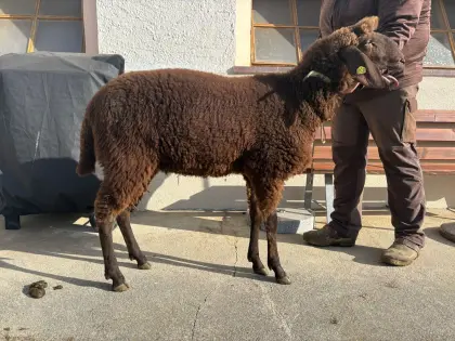 Braunes Bergschaf Kilber