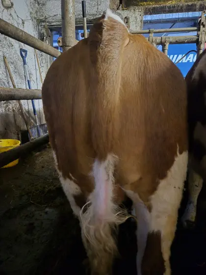 einsteller Fleckvieh