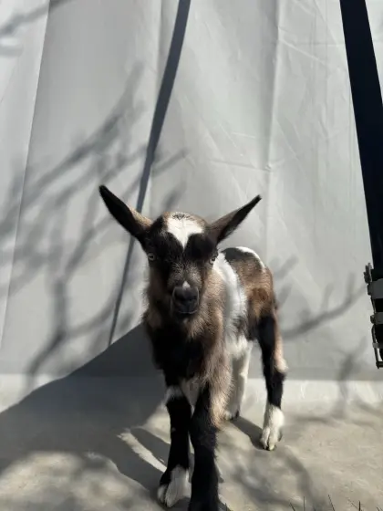 BIO Bockkitz Saane/SSZ