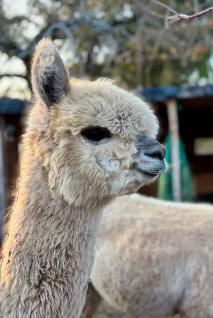 Alpaka Stute