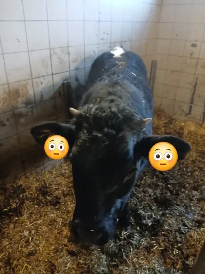 Kuhkalb Pinzgauer-Limosine