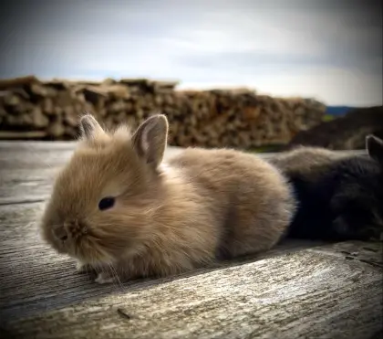 Zwergkaninchen Löwenkopf