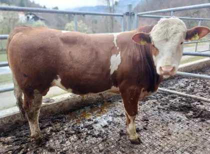 Bio Fleckvieh Fleisch Stier
