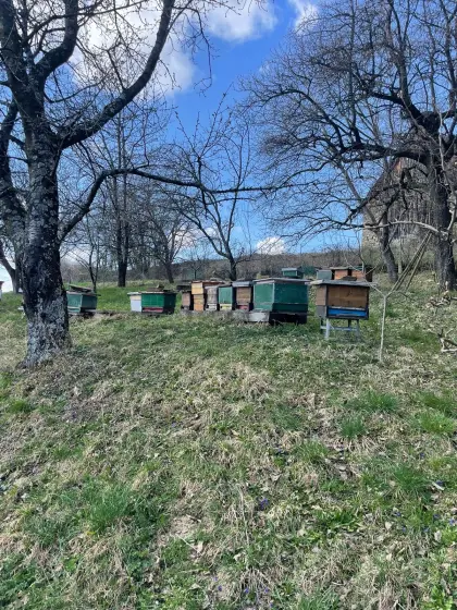 Verkaufe Bienenstöcke