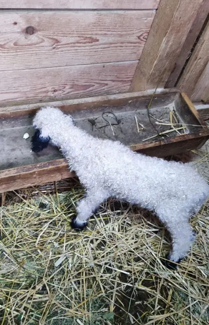 Walliser Schwarznasen