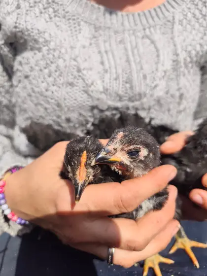 2 Maranskücken und 1 Italiener/Maranskücken