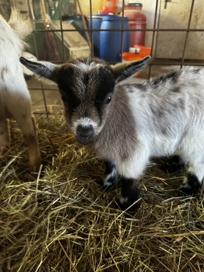 Zwergziegen Babys