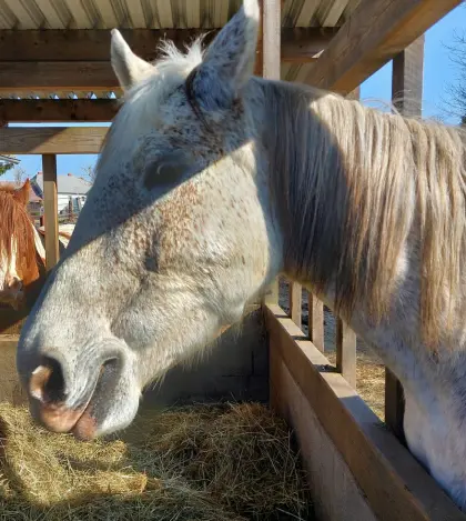 Schlesier Stute zu verkaufen