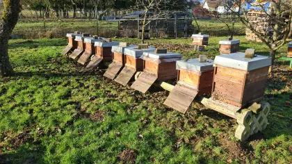 Leistungsstarke Bienenvölker (Zander/Zadant) Buckfast