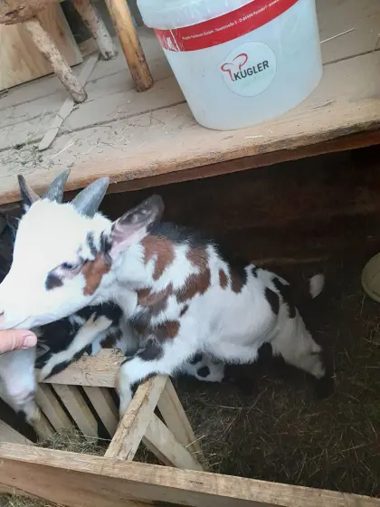 Tauernschecken Böcke