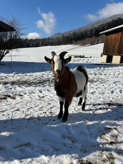 Zwergziegenböcke kastriert