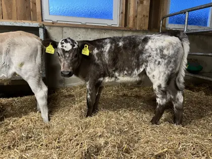 Verkaufe weibliches Belgier Kreuzungskalb