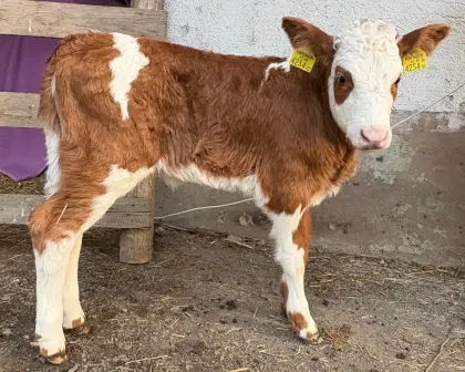 2 weibliche Kälber zu verkaufen