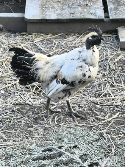 Gahamong Nakthals Hahn