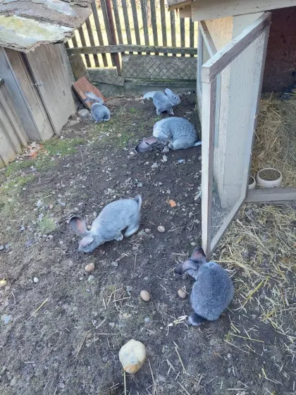 Deutsche Riesen chinchillafarben