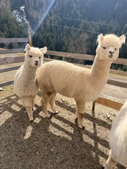 Alpakastute trächtig