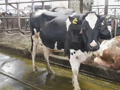 Bio HF Jungkuh aus Heubetrieb