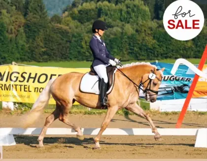 Haflingerstute - Altounderin mit Herz und Ehrgeiz