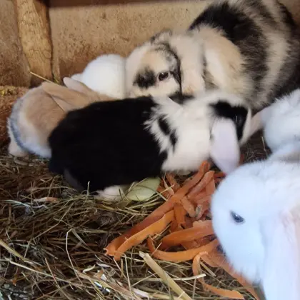 Vergeben süße kleine Minilop Häschen