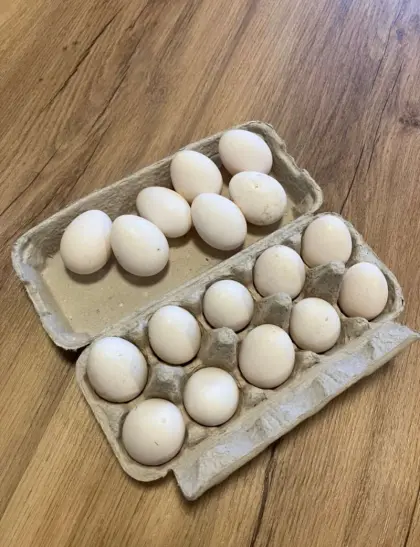 Altsteirer Bruteier abzugeben