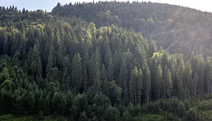 Suche Wald nahe Deutschlandsberg, Koralpe (bis 50 ha)