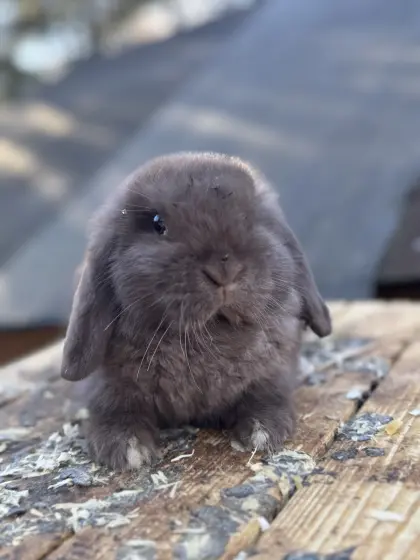 Häsin sucht einen partner