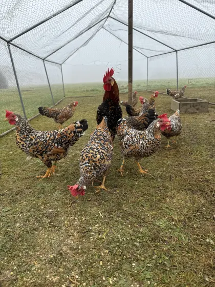 Zwerg Italiener Gold Porzellan Junghennen