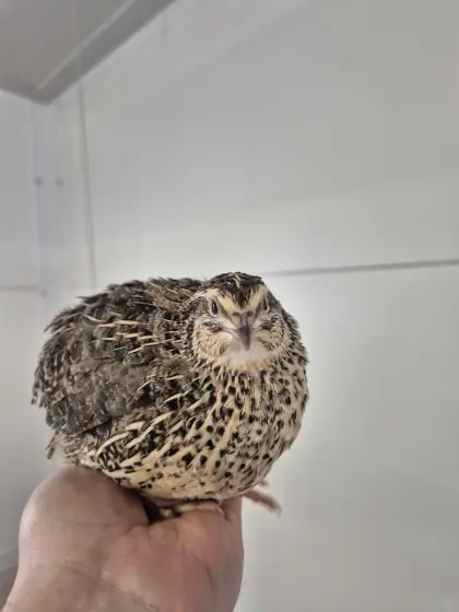 Legewachteln Wachteln