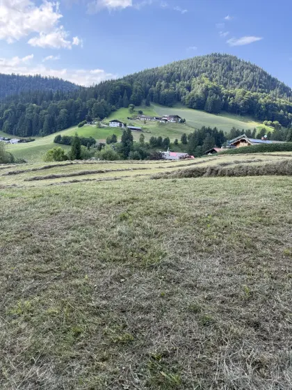 Heu 1. Schnitt – Augusternte – ungedüngte Wiese