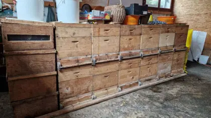 10-25 Bienenstöcke Standardmaß ohne Bienen