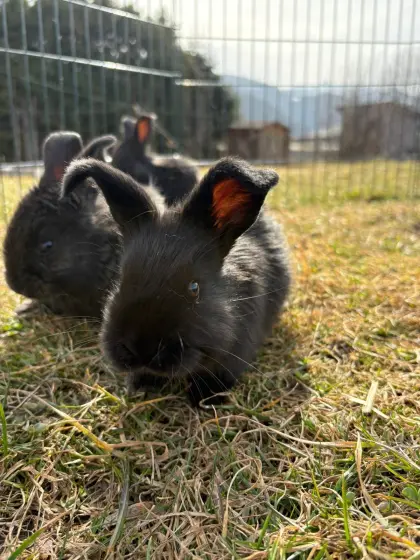 Verkaufe Riesenschecken Hasen