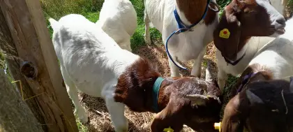 Burenziegen, Herdenbuch