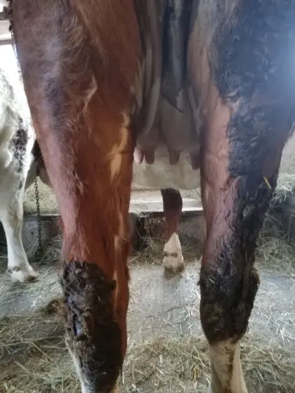 FV-Kalbin trächtig zu verkaufen