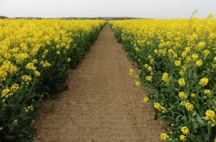 Agrarbetriebe in Ungarn (Kft.=GmbH) zu verkaufen