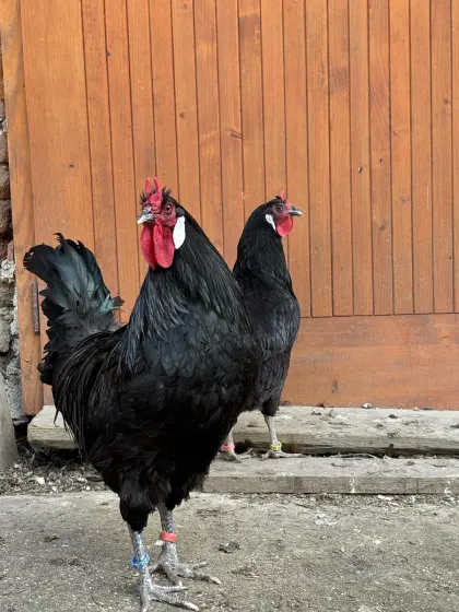 Broedeieren, Groot La flèche, Witte Duivel