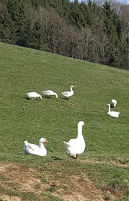 Gänse + Gänseeier