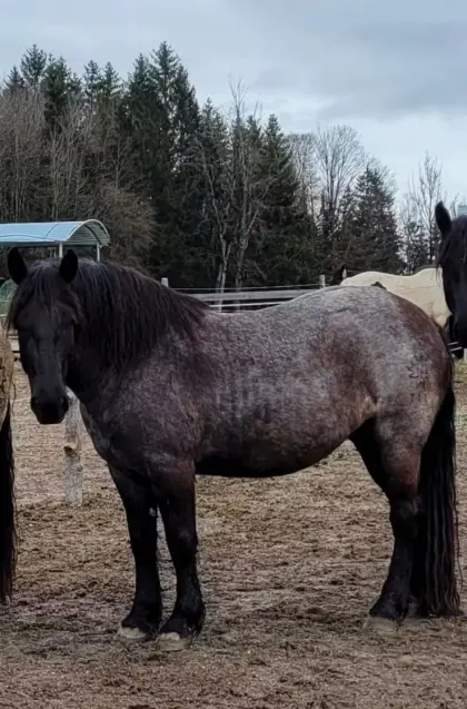 Norikerstute Mohrenkopf