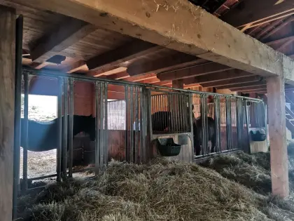 Pferdeboxen von Schauer