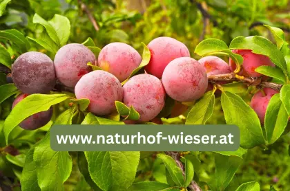 Aprikyra - Marillen x Pflaumen Kreuzung