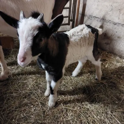Tauernschecken Kitzbock HB