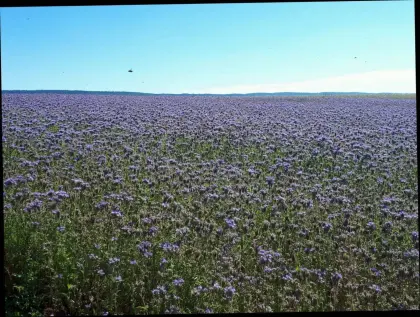 Bio Phacelia