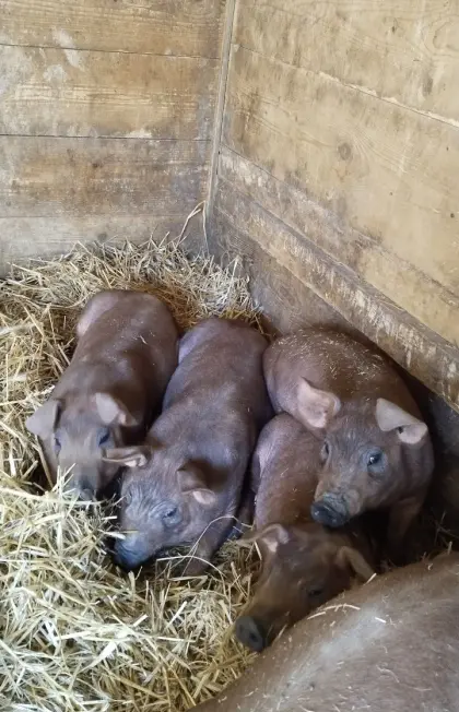 Duroc Ferkel Spanferkel