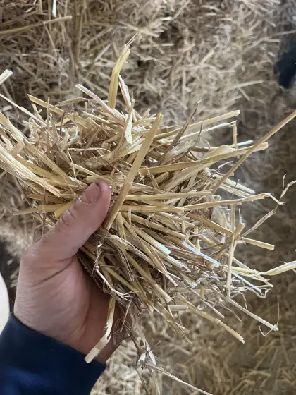 Weizenstroh zu verkaufen